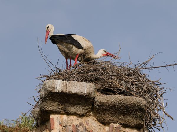 <h3><a href="/trips/extramadura/biota/animalia/chordata/aves/014 ciconiiformes/001 ciconiidae/ciconia ciconia/ciconia ciconia-nl.html">Ciconia&nbsp;ciconia</a> / White&nbsp;stork / Ooievaar</h3>OM-1 Mark II met OLYMPUS M.150-400mm F4.5, 1/2000 sec  bij F4.5, ISO 250, afstand 60.8&nbsp;m